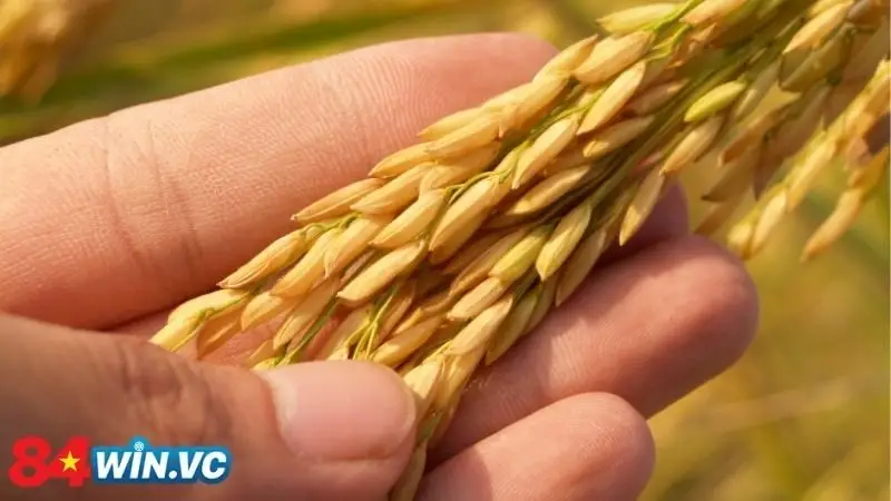 Các trường hợp mơ thấy lúa chín cho lô thủ