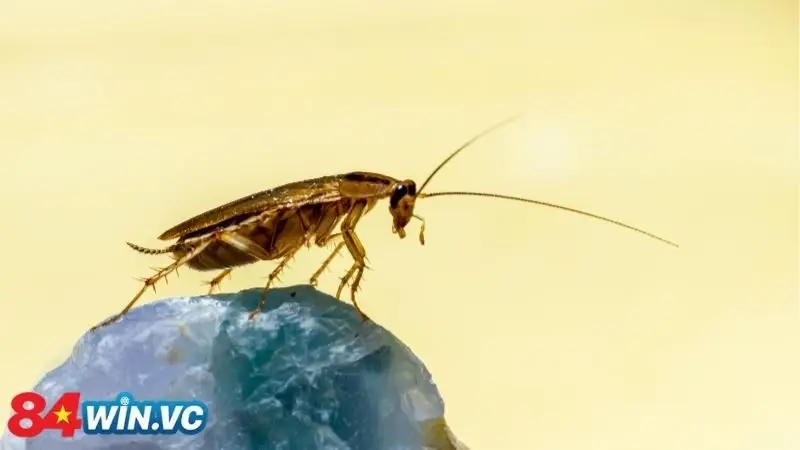 Chiêm bao thấy gián báo hiệu điều gì?