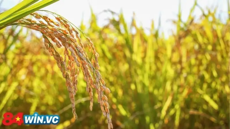 Chiêm bao thấy lúa chín nên chọn con số nào?