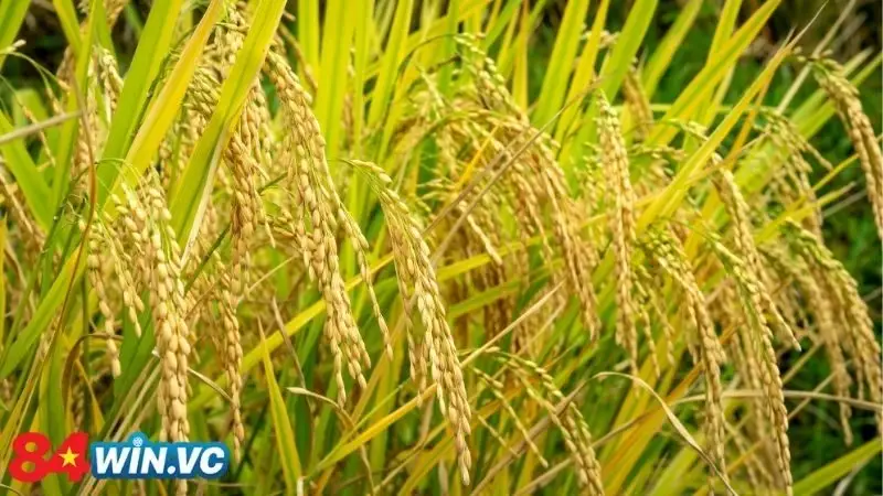 Nằm mơ thấy lúa chín có điềm báo thế nào?