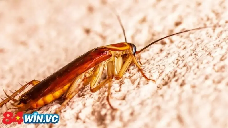 Tìm hiểu các tình huống ngủ mơ thấy gián
